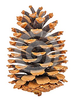 Large dry pine cone vertical standing close-up isolated on white background
