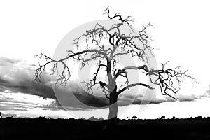 A large dry tree at dusk is a dominant feature of the African landscape. A massive dry tree in a black and white design