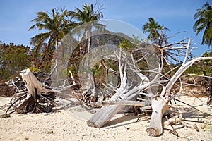 Large dry tree roots lie on a sandy beach against a background of palm trees and blue sky
