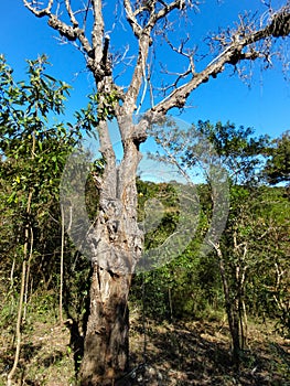 Dry tree, seen in a mountainous region, located in the rural region of TrÃÂªs Barras. photo