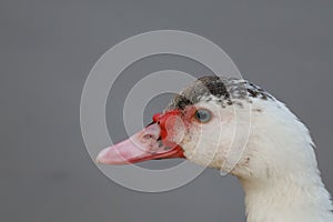 A large duck with white feathers and a wide and thick body