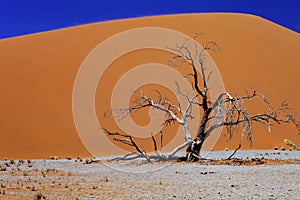 Large dune No. 44, Sossusvlei Namibia