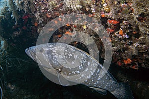 A large Dusky Grouper Epinephelus marginatus in the Mediterranean Sea