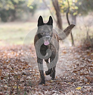 Large Dutch Shepherd Dog in a forest