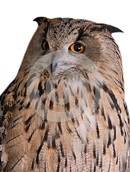 Large eagle owl close-up on white
