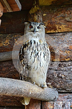 Large eagle owl with funny emotional face sitting on the log, winking to the operator