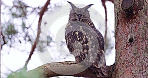 Large eagle owl sitting on a branch in a tree