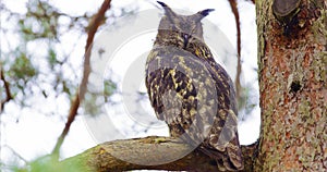 Large eagle owl sitting on a branch in a tree