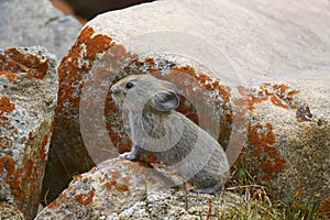 Large eared Pika, Ochotona macrotis, Khardung village, Jammu and Kashmir