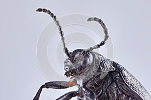 A large earth-boring dung beetle on a solid background. Macro close up stacking image