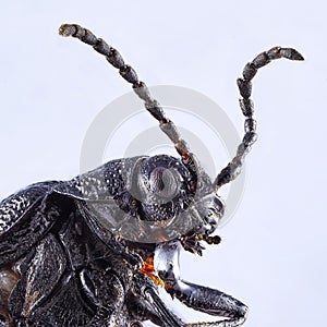 A large earth-boring dung beetle on a solid background. Macro close up stacking image