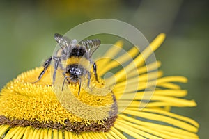 Large earth bumblebee pollinates Inula magnifica