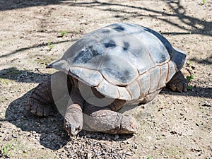 A large earth turtle crawls on the ground on a sunny day