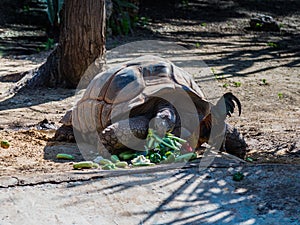 A large earthen turtle eats vegetables scattered on the ground