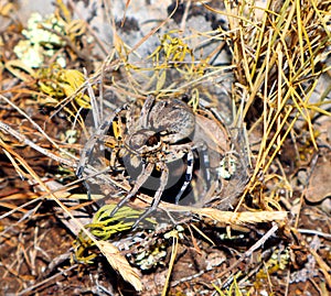 Large earthen wolf spider in its hole awaits prey. Close up. Lycosidae, Hogna. Entelegynae. Horror. Arachnidae,