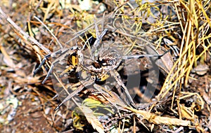 Large earthen wolf spider in its hole awaits prey. Close up. Lycosidae, Hogna. Entelegynae. Horror. Arachnidae