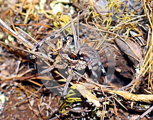 Large earthen wolf spider in its hole awaits prey. Close up. Lycosidae, Hogna. Entelegynae. Horror. Arachnidae photo