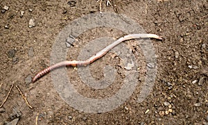 Large Earthworm on Mud