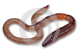 Wriggling earthworm on white background