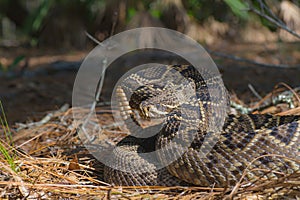 Large Eastern Diamondback rattlesnake - Crotalus Adamanteus - in natural north Florida Sandhill scrub habitat in patch of sun with