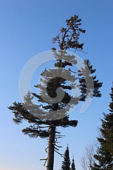 Eastern White Pine Tree at Sunrise