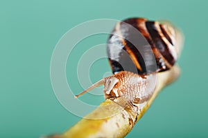 A large edible grape snail crawls along a tree branch on a green background.