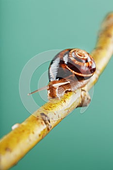 A large edible grape snail crawls along a tree branch on a green background.