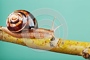 A large edible grape snail crawls along a tree branch on a green background.
