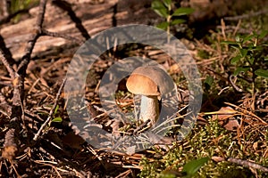 Large edible mushroom in forest in sun rays among green grass, closeup view.