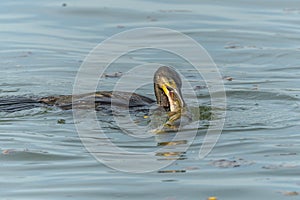 A large eel struggles to escape from a great cormorant (Phalacrocorax carbo