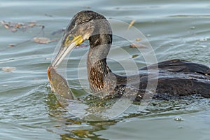 A large eel struggles to escape from a great cormorant (Phalacrocorax carbo