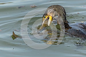 A large eel struggles to escape from a great cormorant (Phalacrocorax carbo