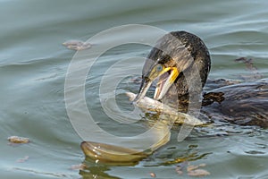 A large eel struggles to escape from a great cormorant (Phalacrocorax carbo