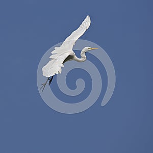 Large egret bird flying