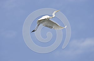 Large egret bird flying