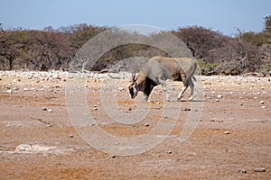 A large eland antelope buck at a water hole