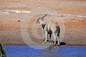 A large eland antelope buck at a water hole