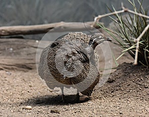 Large Elegant Crested Tinamou Bird with Ruffled Feathers