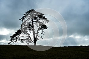 Large elegant tree with negative space