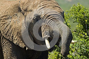 Large elephant