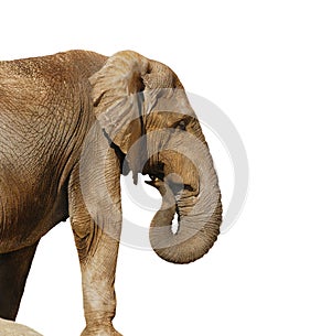 A large elephant