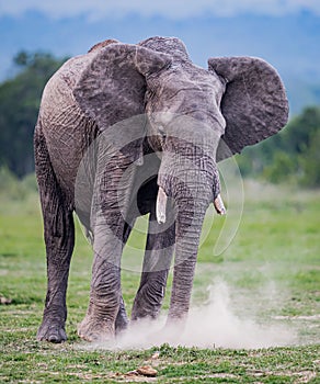 Large elephant with broken ivory tusks kicks up the dust