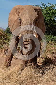 Large elephant with broken tusk on safari in Kenya