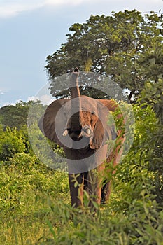 Large elephant in the brush trunk up