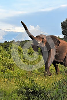 Large elephant in the brush trunk up