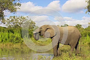 Large elephant bull