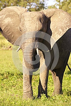 Large elephant bull