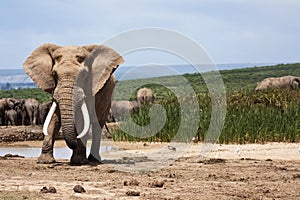 Large Elephant Bull