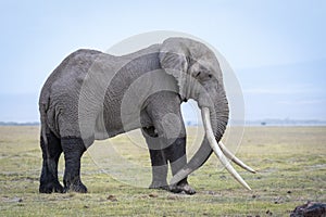 Large elephant bull with huge tusks standing in open plains of Amboseli National Park in Kenya photo