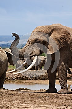 Large Elephant Bull in Must